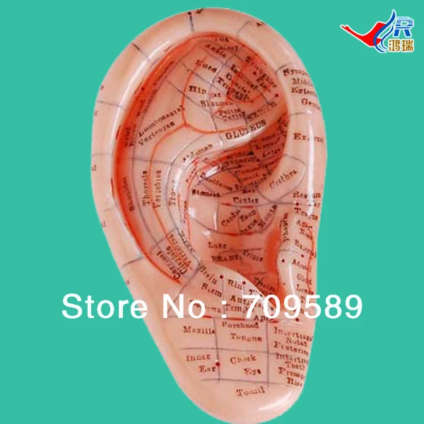 Массажная модель ушей с рефлекторной зоной 12 см|ear model|earear massage |