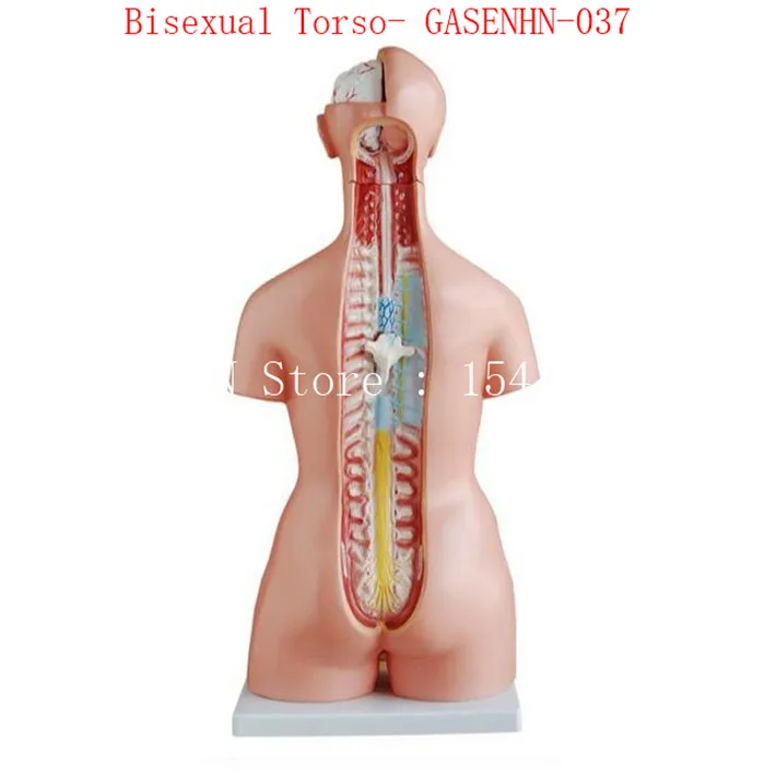 Visceral anatomy male female Asexual trunk Anatomical model chest abdomen Organ structure medicine Bisexual Torso- GASENHN-037 | Канцтовары