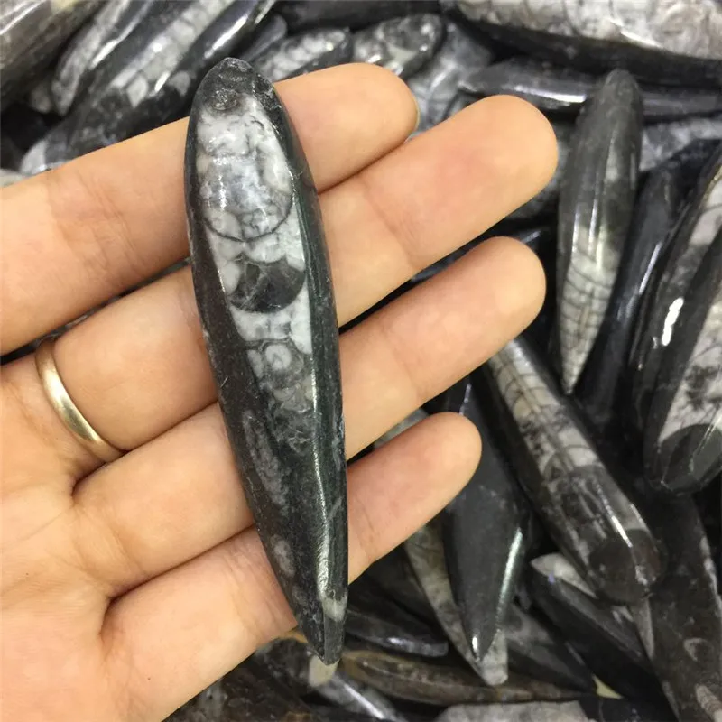 1 шт. Редкие натуральные камни и минералы морской инверторный ископаемый образец