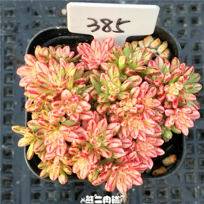 1 cluster live succulent and cactus &quot Aeonium sedifolius Variegated Cuttings Different plants real plant FREE SHIPPING | Дом и сад