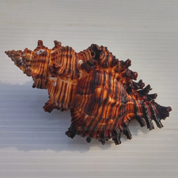 New Fashion Natural Conch Shell Conch Home Decoration Conch Hermit Crab Shell Micro-landscape Mediterranean Ornaments Specimens