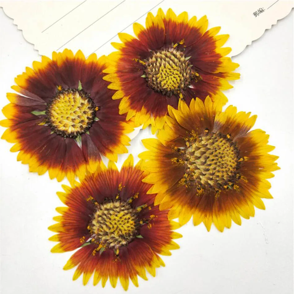 20pcs прессованный высушенный Gaillardia Pulchella Foug. Цветочное оформление|Искусственные и