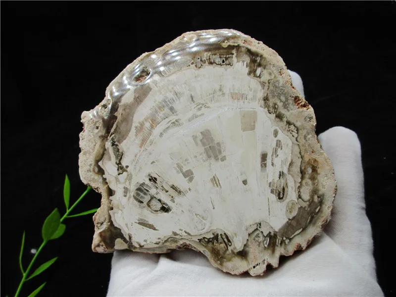Natural Wood Root Fossil Crystal Stone Rock Healing Gemstone Specimen Mineral Gem For Collection | Дом и сад