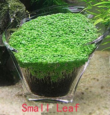 Small leaf Аквариумные семена растений Glossostigma Hemianthus Callitrichoides легкое выращивание водяное растение для аквариума, семена травы, аквариума, аквариума, газона, Декор - Цвет: Small leaf