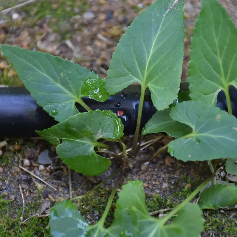 КАПЕЛЬНАЯ лента 16 мм ремень для капельного орошения плоский обтекаемый шланг