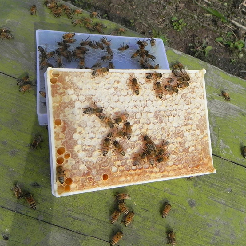 Honeycomb Мед жевательные на чистый натуральный 500 г/в коробке гнездо мед