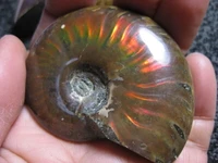 rare iridescent ammonite ammolite shell gem fossil specimen healing 30g 40g