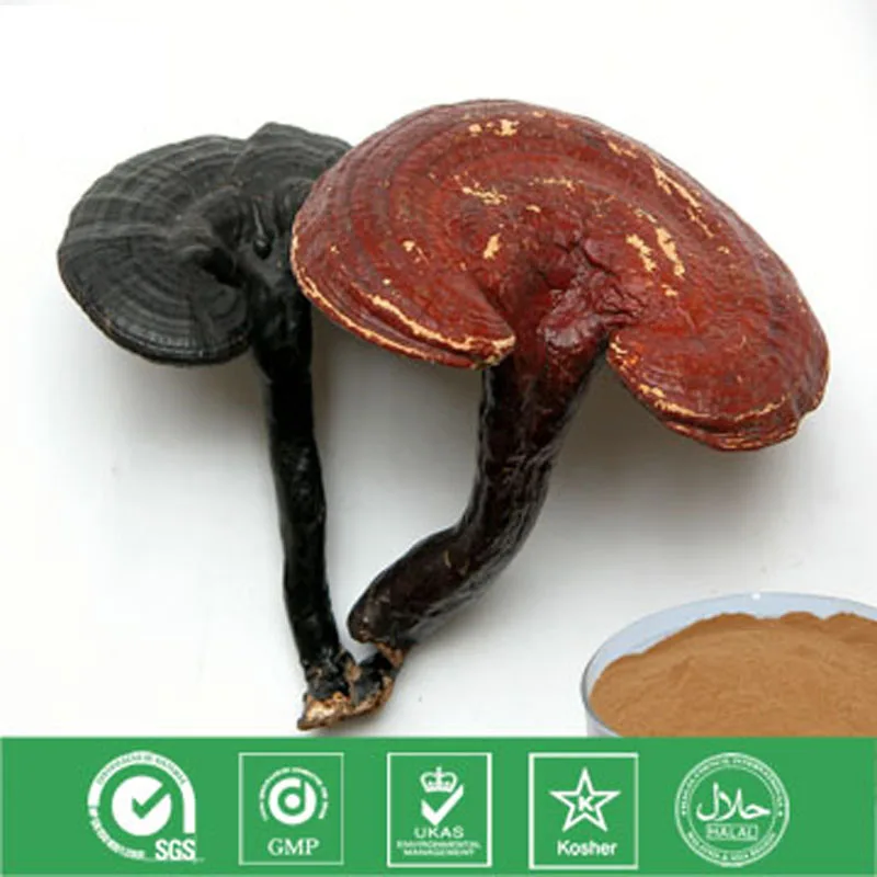 Полисахаридный экстракт Ganoderma lucidum с функцией улучшения кровообращения и