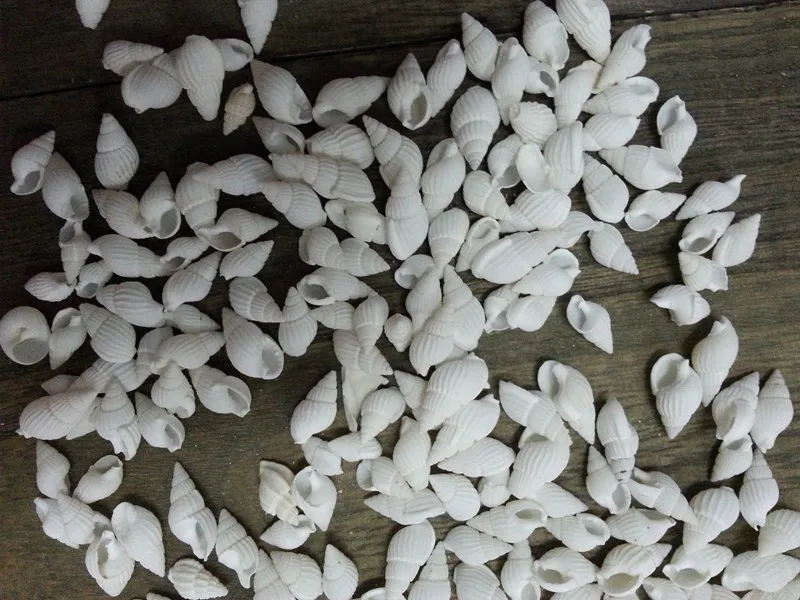 100% натуральные маленькие морские ракушки идея для украшения дома сделай сам