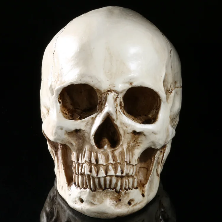 Human musculoskeletal anatomy skull model Art painting fine arts free shipping | Канцтовары для офиса и дома