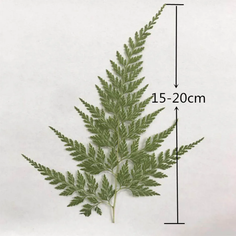 

60pcs 15-20cm Pressed Dried Big Stenoloma Chusanum Leaf Flower Plants Herbarium For Jewelry Phone Case Frame Postcard Making