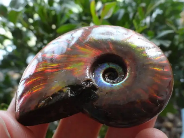 50 г мадагаскарский меловой Радужный огненный аммонитовый ископаемый|fossil fossils|fossil