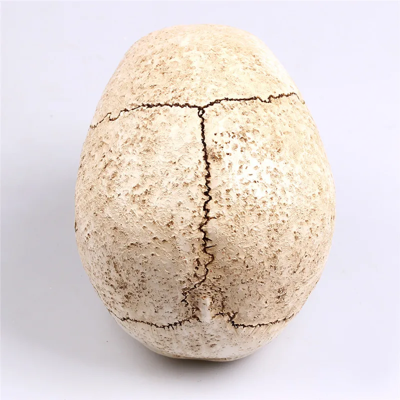 Искусство белая голова человеческий череп модель копия медицинской