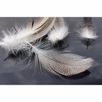 tigofly 30 pcslot natural barred mallard duck flank feathers wild goose hair wings tails streamers fly tying materials