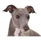 Алмазная живопись с изображением собак greyhound, алмазная вышивка 5D сделай сам, алмазная вышивка, алмазная вышивка, украшение для дома JS4319