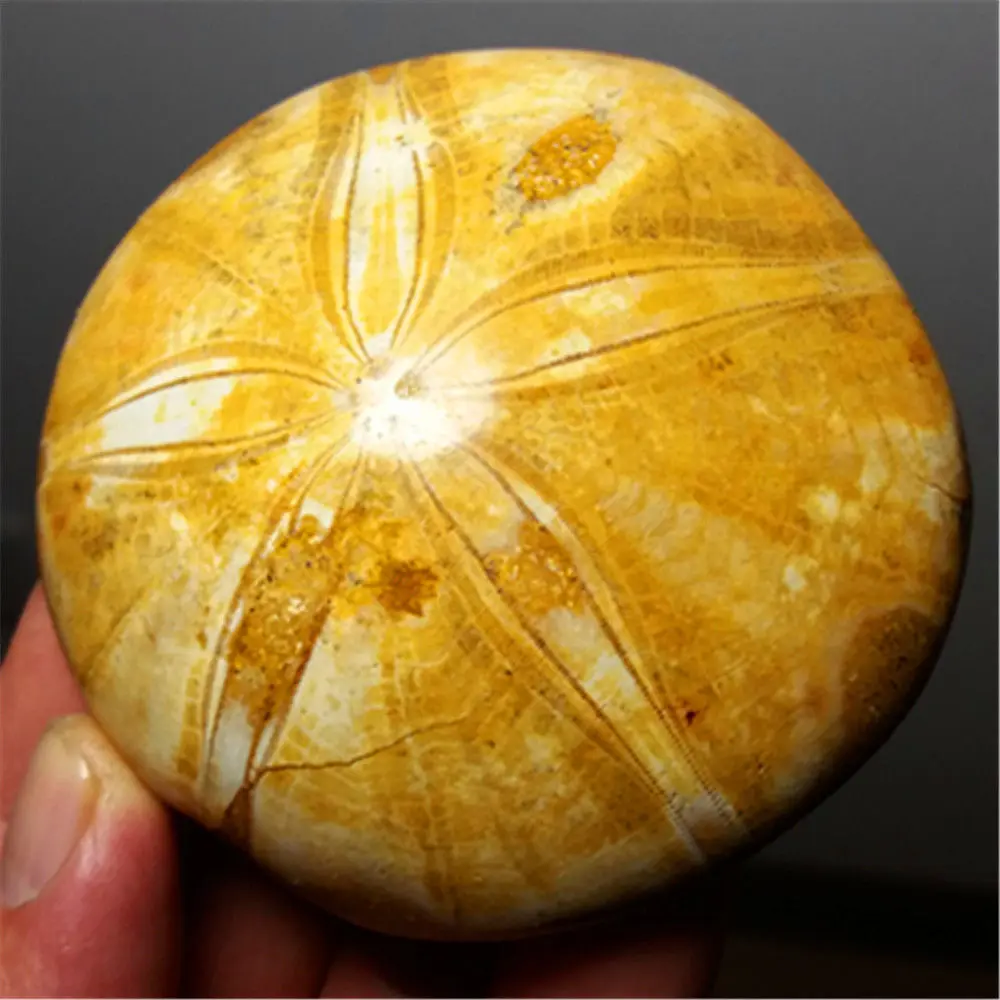 Морской URCHIN STAR FISH FOSSIL SAND DOLLAR юрский период 200 миллионов лет AGO-1pc | Дом и сад