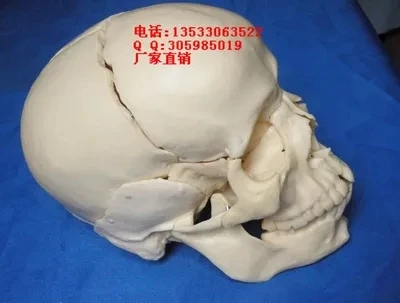 

human Skull Bones skeleton model Medical Teaching model free shipping