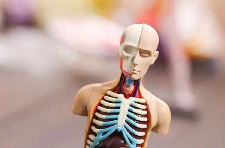 Медицинский человеческий череп телефон диаметром 15 дюймов роскошная модель для