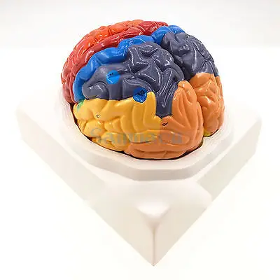 2 части функция человеческого мозга анатомия искусственная кора обучение|human brain