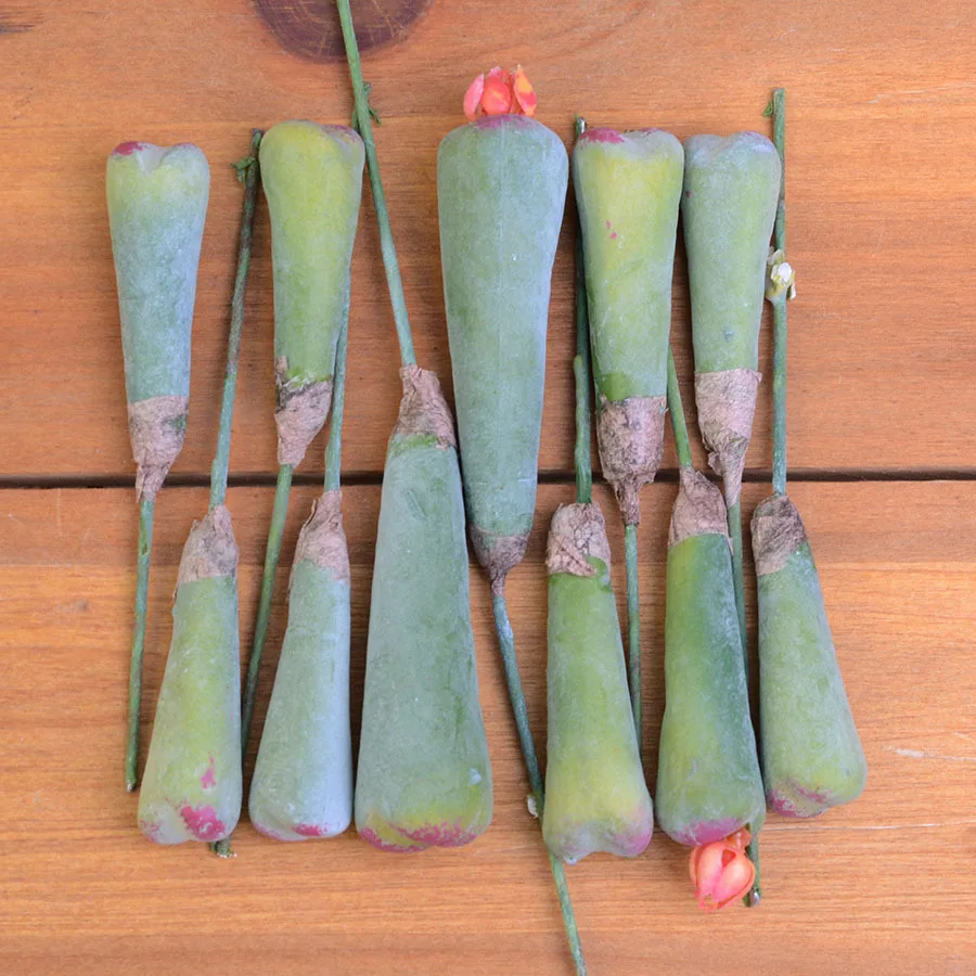 12 шт. суккуленты для растений Lithops DIY аксессуары искусственные цветы Свадебный