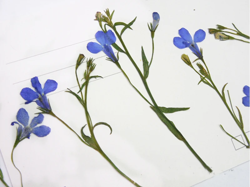Голубой цветок на стеблях Lobelia 1 пакет/120 шт. для рукоделия оптовая продажа