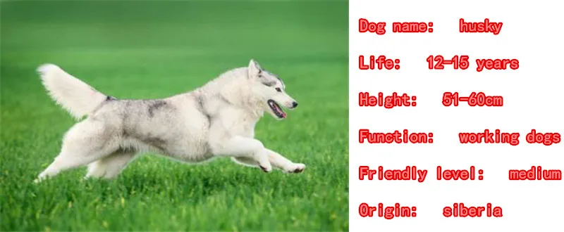 Ожерелье с Хаски подвеска в виде собаки Золотое серебряное покрытие ювелирные