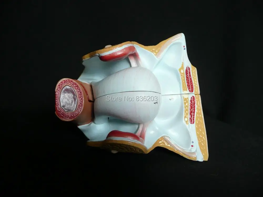 2 части Женская Тазовая секция анатомическая модель сердце мозга миксер в