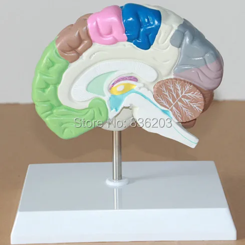 Поперечный сечение человеческого мозга половинная модель жизни размер