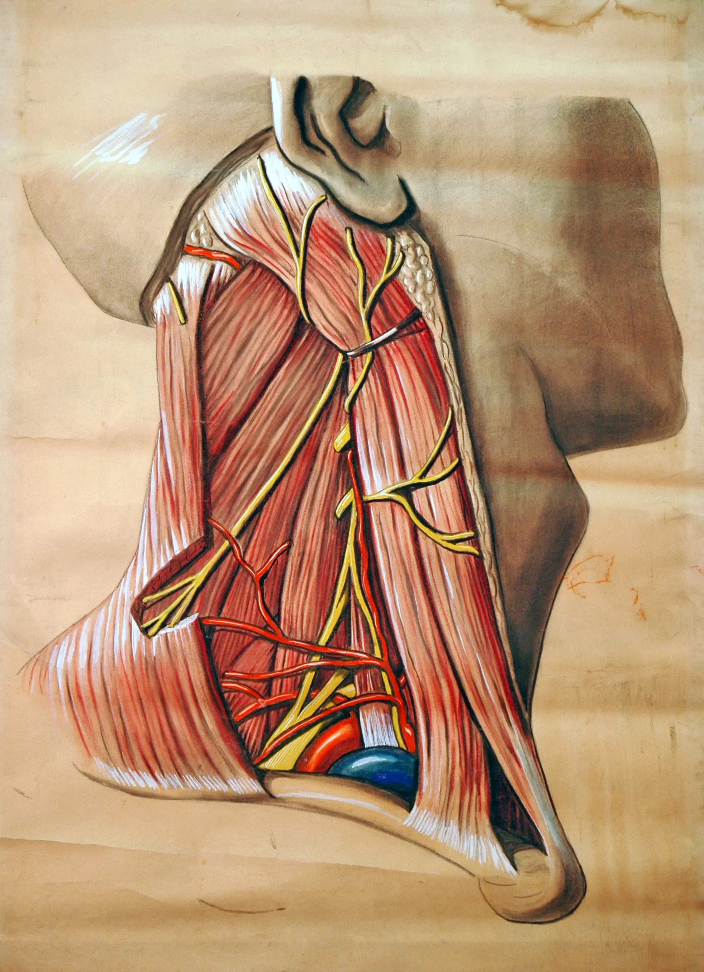 Human Anatomy Maxillary Artery Anatomical Chart Classic Insignia Canvas Paintings Vintage Wall Posters Stickers Home Decor Gift | Дом и сад