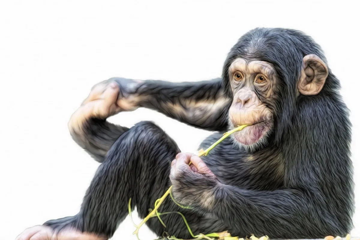 

Портрет chimpanzee PDW158, обычный фотопостер для украшения стен, декор для комнаты, украшение для дома (доступны рамки)