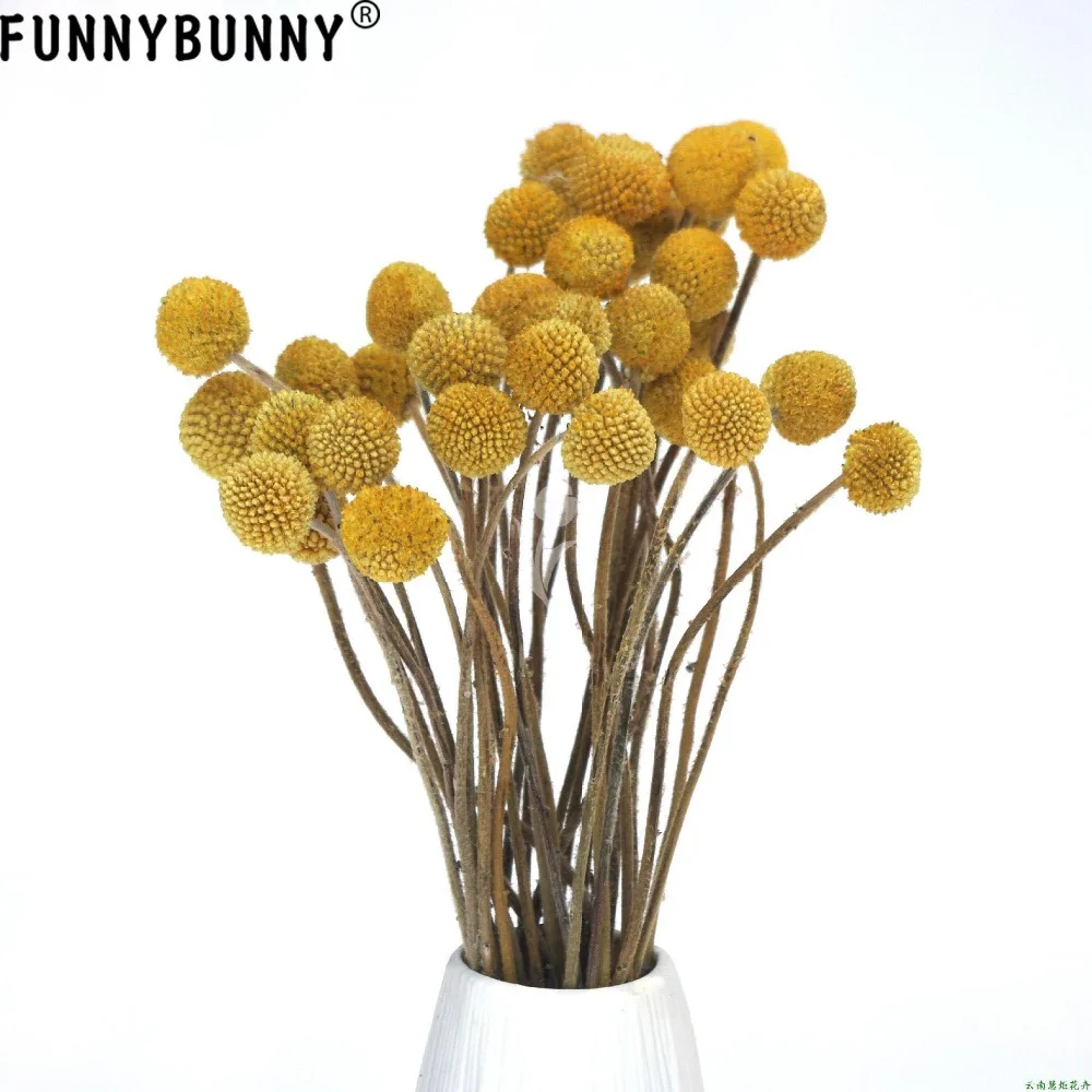 FUNNYBUNNY 5 шт. Сушеные Желтые шарики сушеные цветы для Свадебный букет Декоративный