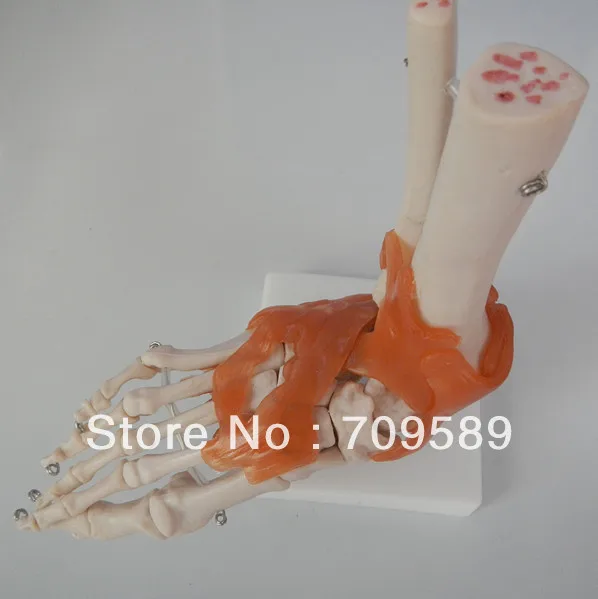 ISO жизненный размер ноги совместное модель нога скелет анатомическая |