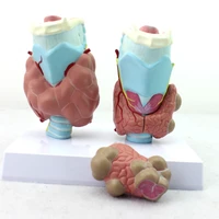 the thyroid gland the pathological model human endocrine system anatomy model