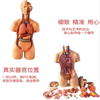 Amphoteric torso model (19), detachable torso visceral anatomical model 55 cm / 42 cm