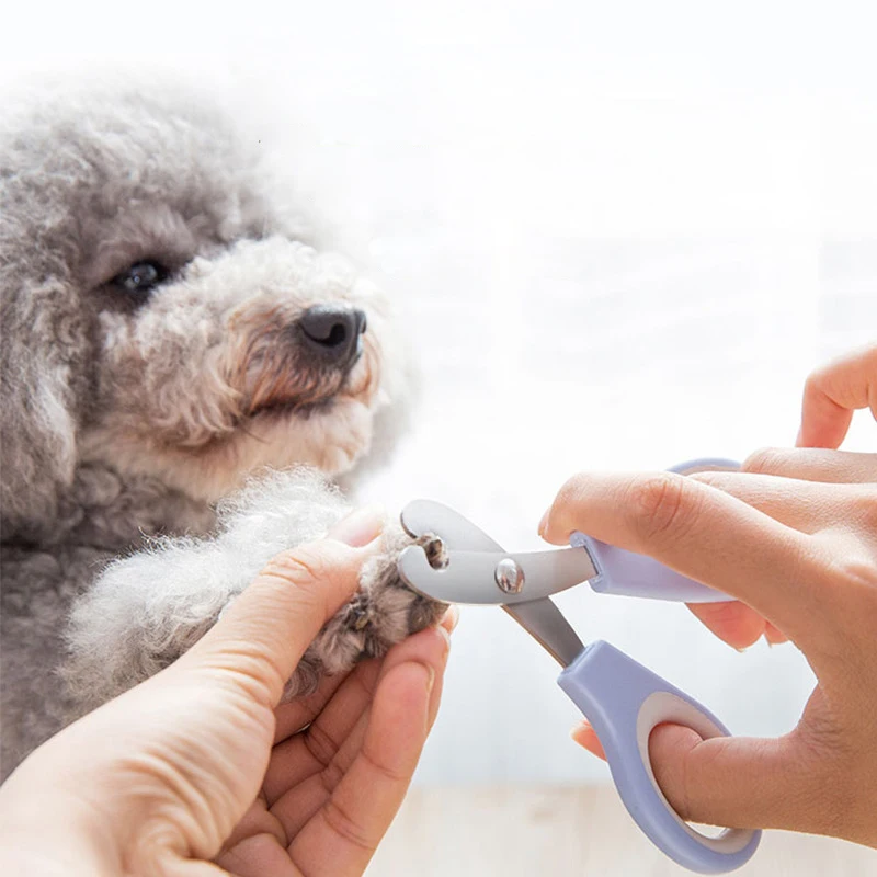 Профессиональные собачьи ножницы для ногтей маленькая собачка Тедди кошка
