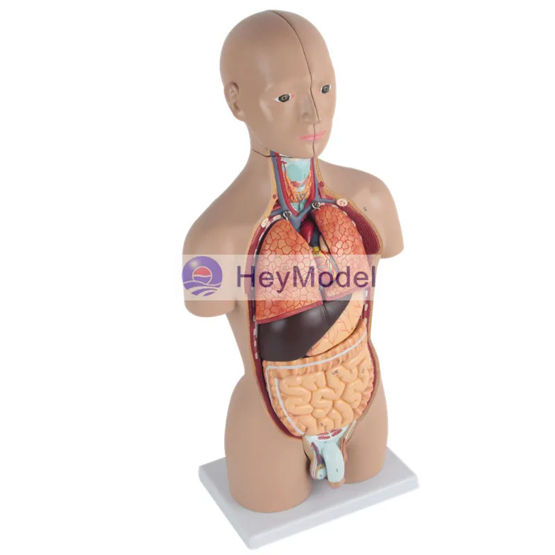 Анатомическая кожа HeyModel 45 см с 16 частями | Канцтовары для офиса и дома