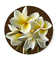 1 5inch white hawaiian plumeria floral stickers
