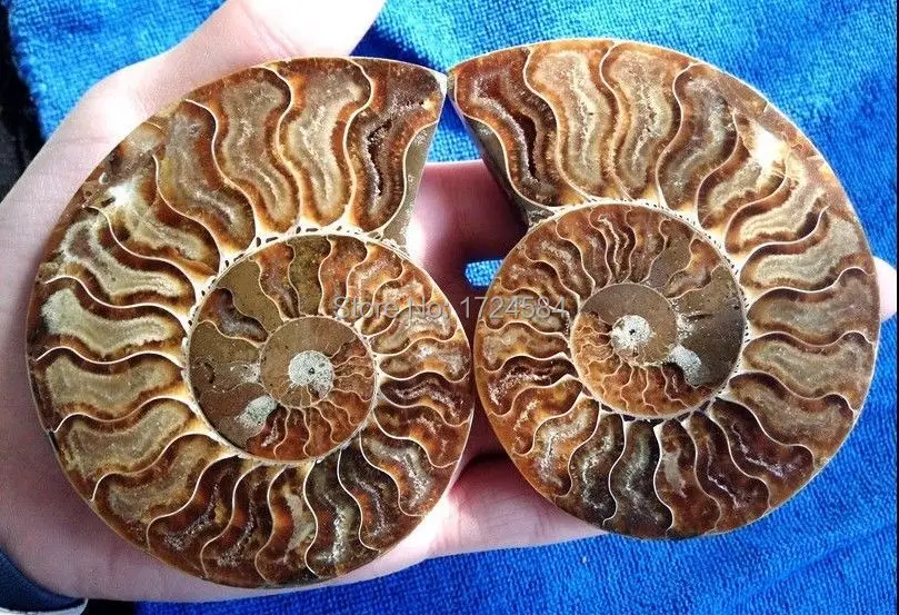 Suysyshu15 + 241 г 1 пара разделенные ископаемые образцы раковины из аммонита Исцеление
