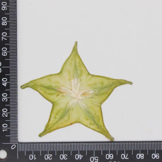 Green Carambola 10 шт прессованный высушенный фруктовый ломтик гербарий из растений для ювелирных изделий открытка с пригласительным билетом чехол для телефона Закладка рукоделие Изготовление DIY - Цвет: Green Carambola