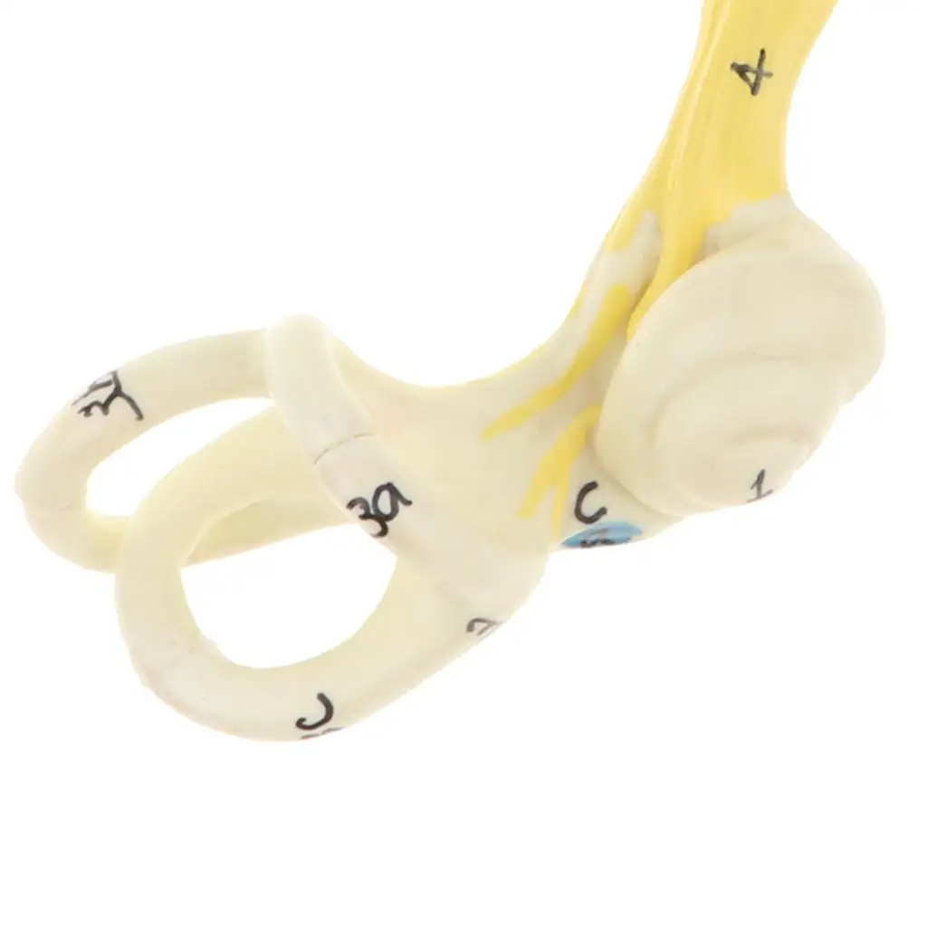 Учебное оборудование для увеличения 5x человеческие серьги полукруглые