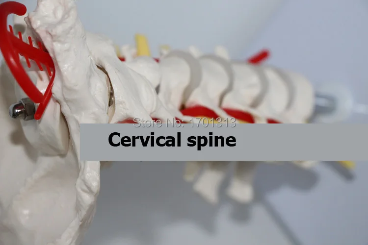 Медицинская модель шейного отдела позвоночника человека специальная украшения