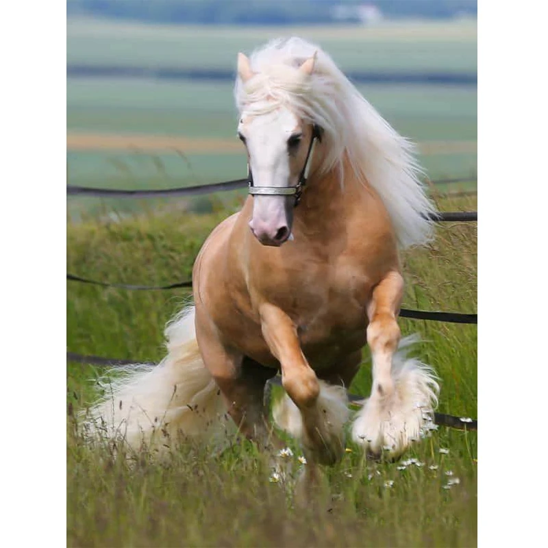 Лошади картина вышитая бисером алмазная вышивка мультфильм Алмазная мозаика со