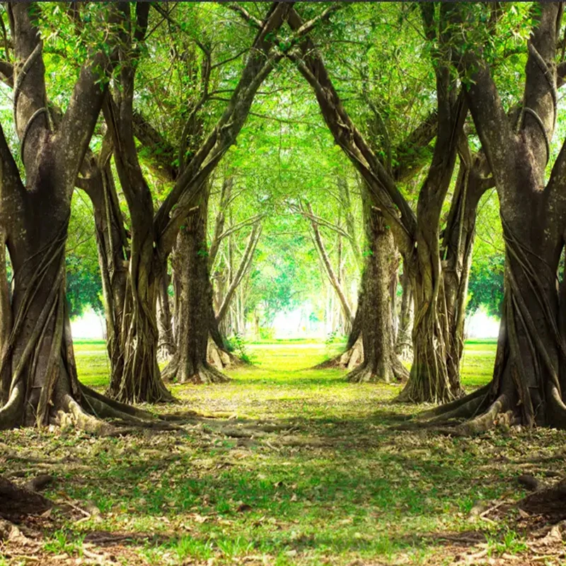 3D настенная бумага Современная красивая фотография большого дерева аллея
