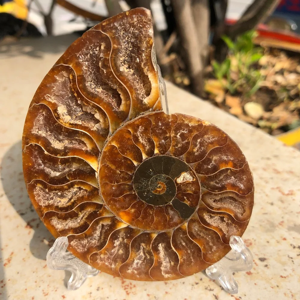 2 шт натуральный кусок оболочки полированный Мадагаскар fossiln