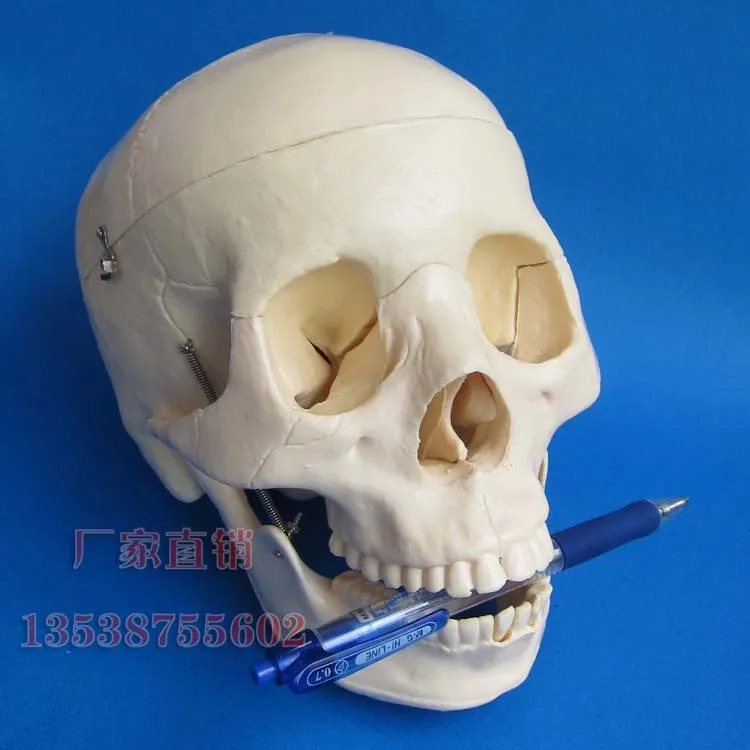

human skull model nature size Mannequin big natural model human skull manifoldly educational model