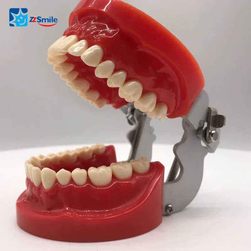 

Dental Teeth Model M8010 Standard Nissin Teeth Model With 32pcs Screw in Replaceable Teeth for Practice