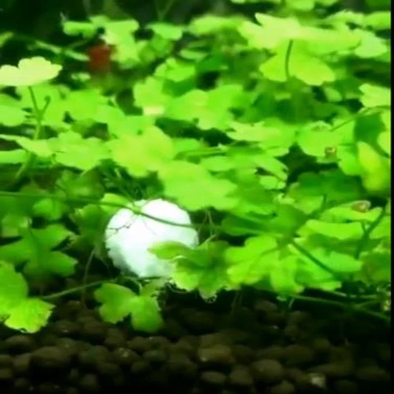 Садок для рыбы водный для воды корень удобрения co2 планшетов аквариума водные растения аквариумные домашнее животное рыба домашнего использования 12 шт./упак
