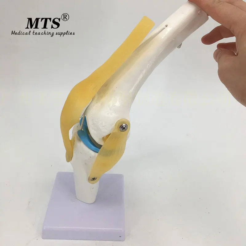 MTS 1:1 человеческая плантация анатомическая модель для суставов колена сердца