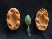 bud silicone moldsplant foliage wheat silicone fandont mold silica gel moulds plant chocolate molds bud candy mould
