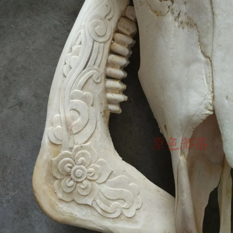 Голова искусства Ремесла тибетская натуральная резьба старый Як череп овечка